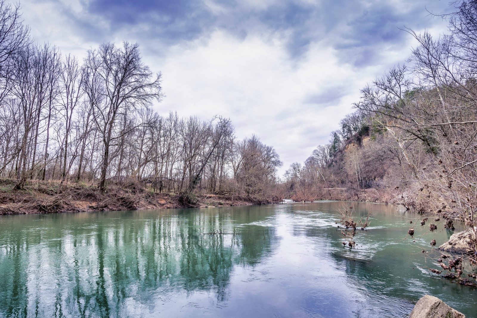 dead trees and water