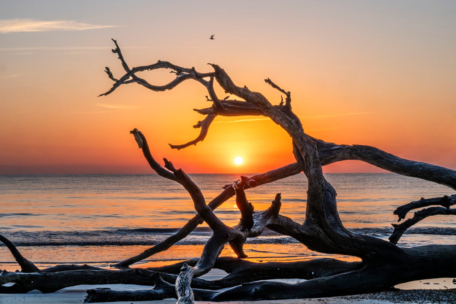 picture of horizon where sun is positioned perfectly in the middle of knocked down barren tree, on a beach