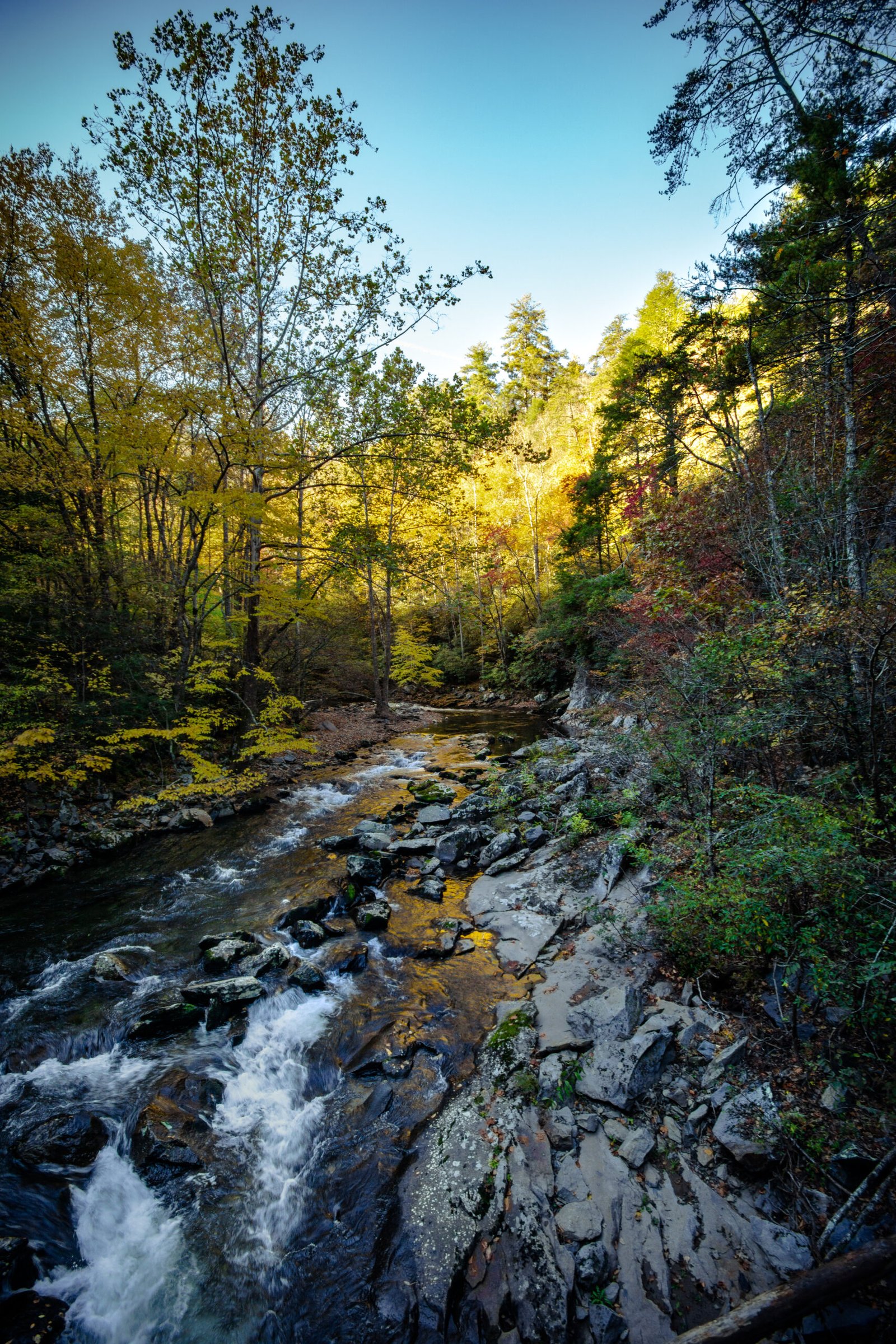 yellow and green trees alongside a river
