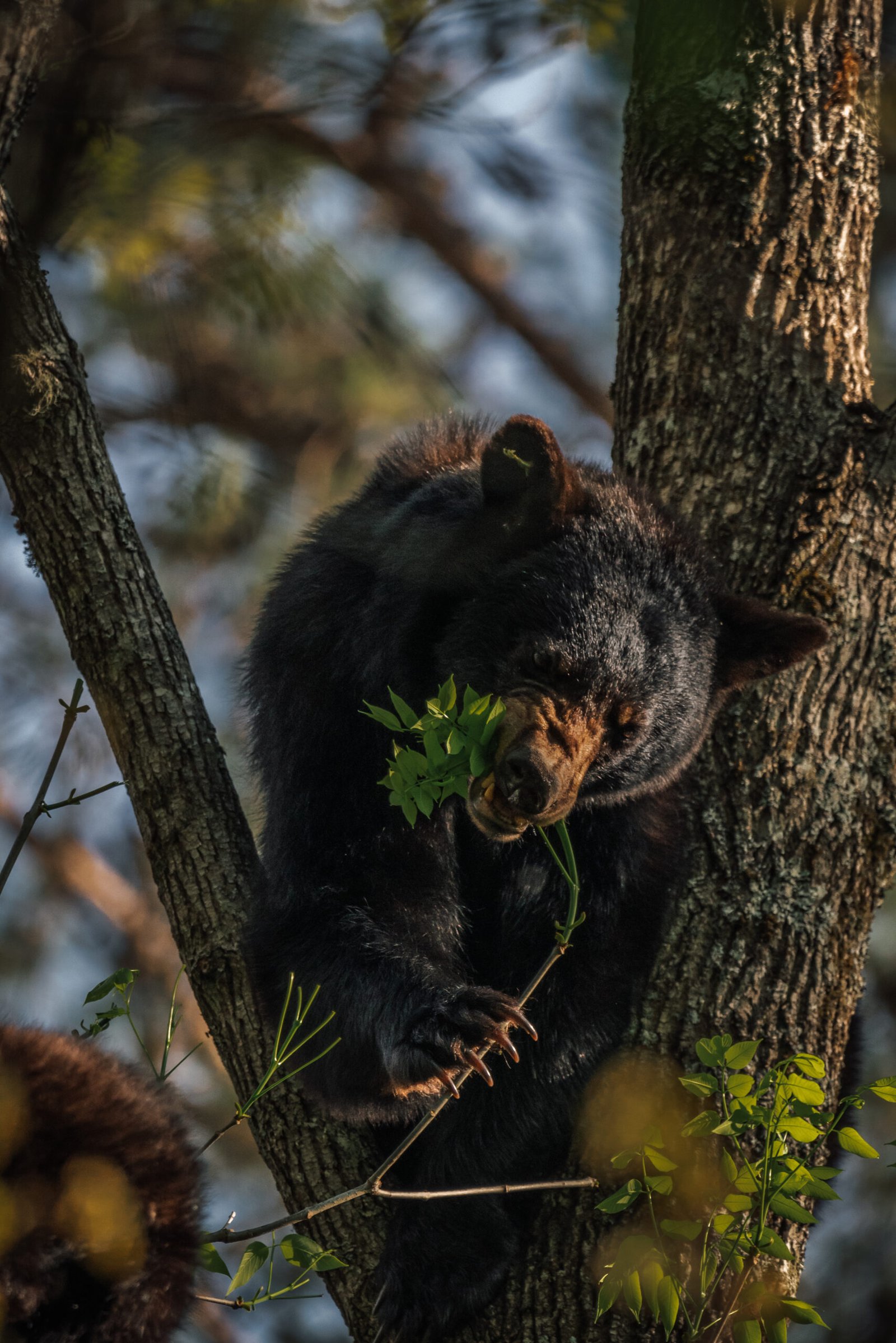 bear eating part of a tree