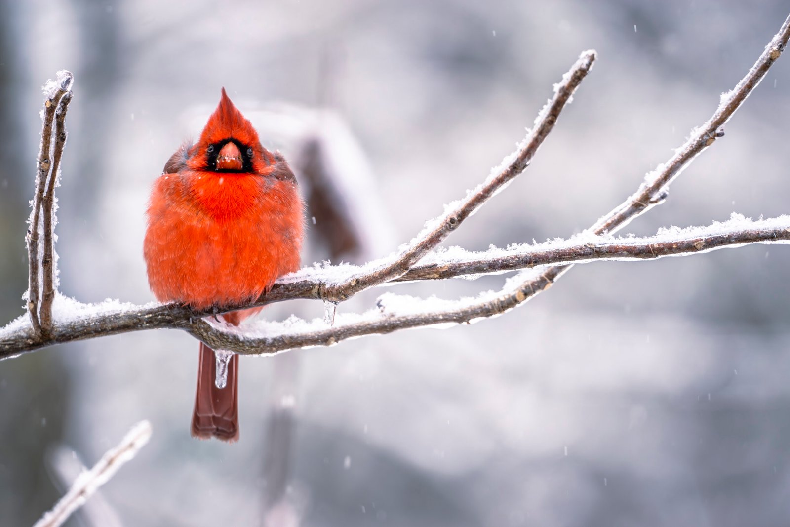 cardinal stands on a snowy branch