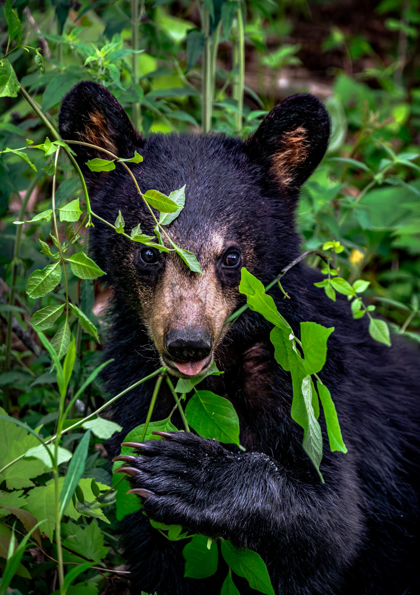 Young Black Bear