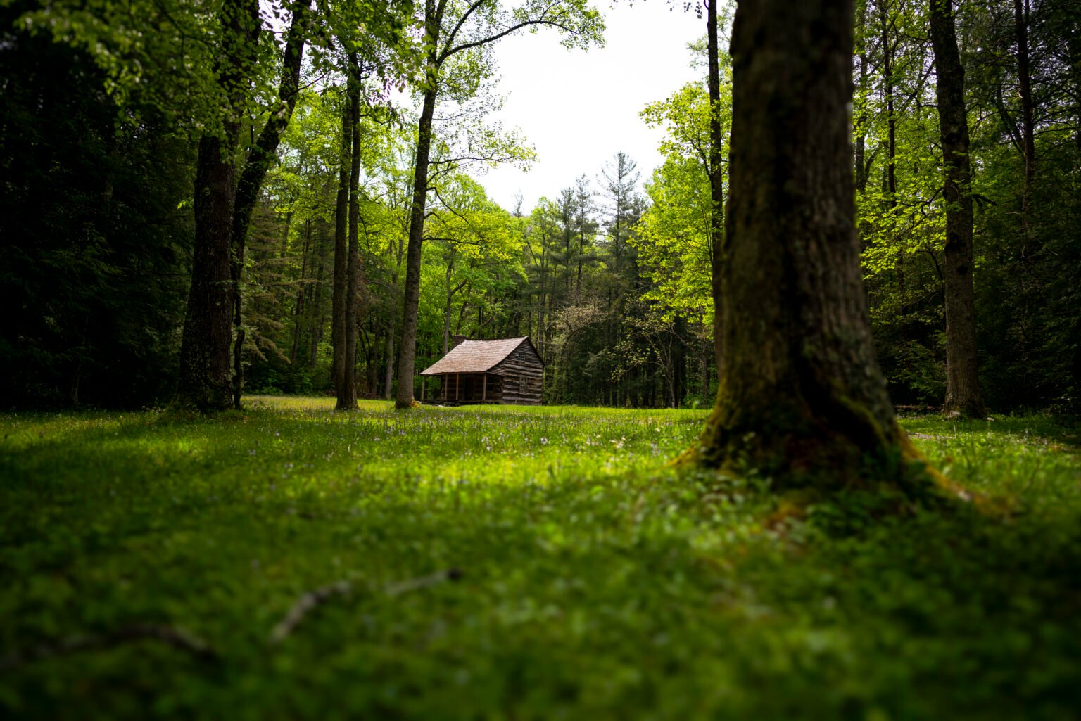cabin in the woods