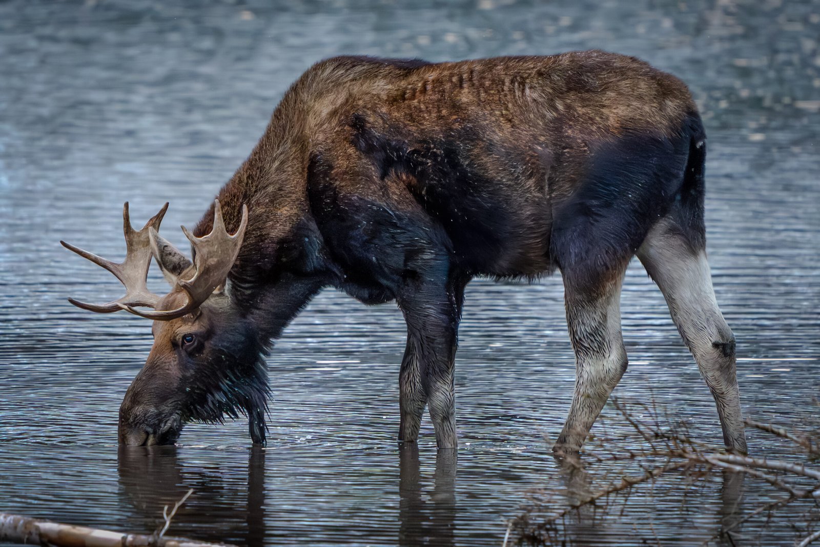 drinking moose