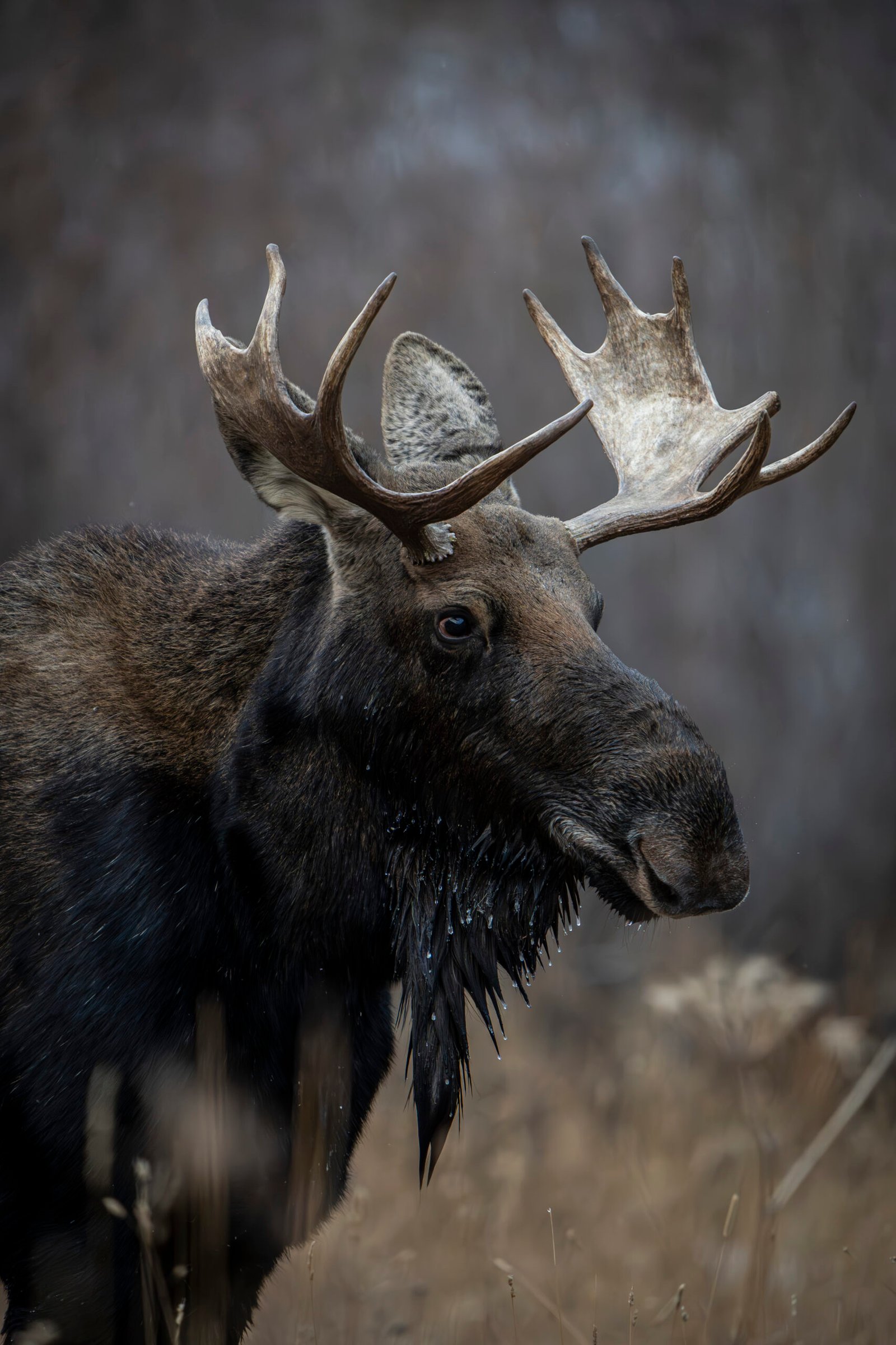 side profile of a moose in the wild